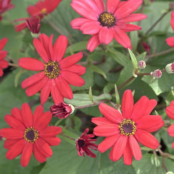 Senetti® Red Pericallis - Bloom