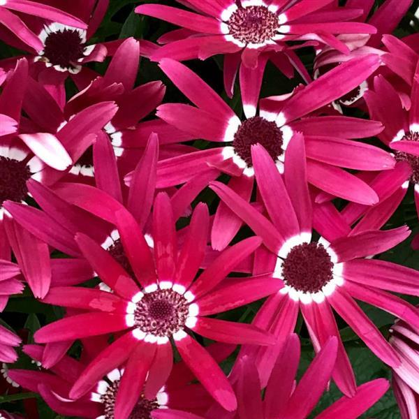 Senetti® Red Halo Pericallis - Bloom