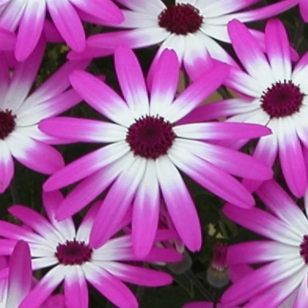 Senetti® Magenta Bicolor Pericallis - Bloom