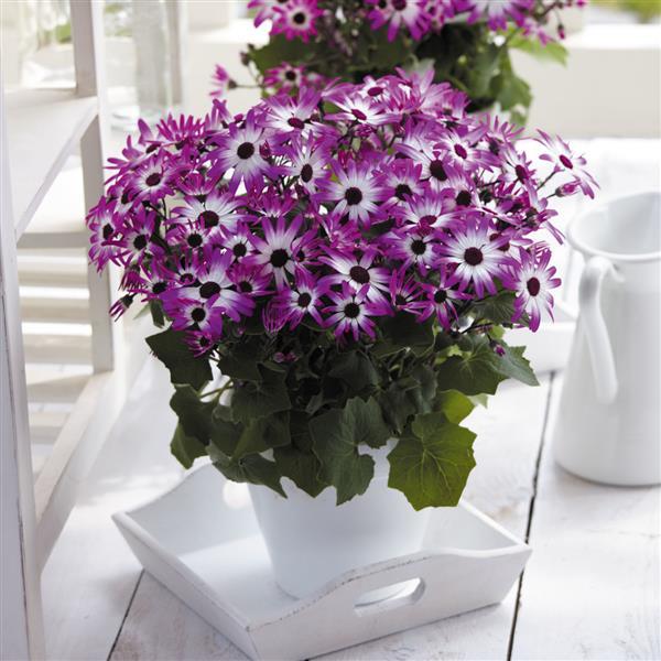 Senetti® Magenta Bicolor Pericallis - Container