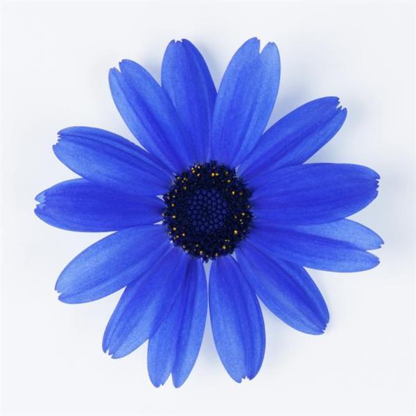 Senetti® Super Blue Pericallis - Bloom