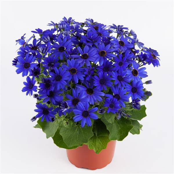Senetti® Super Blue Pericallis - Container