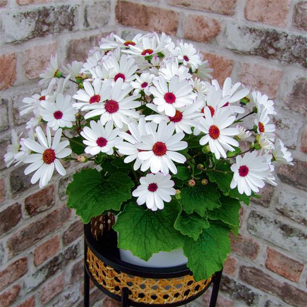 Senetti® White Red Heart Pericallis - Container