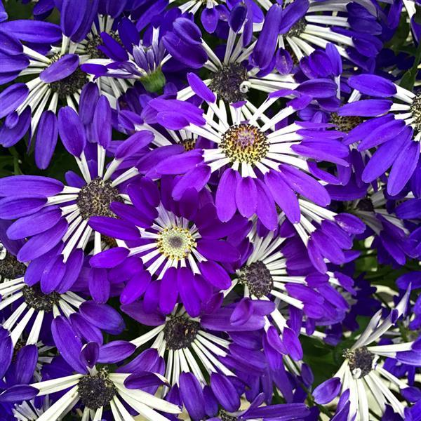 Senetti® Blue Spoon Pericallis - Bloom