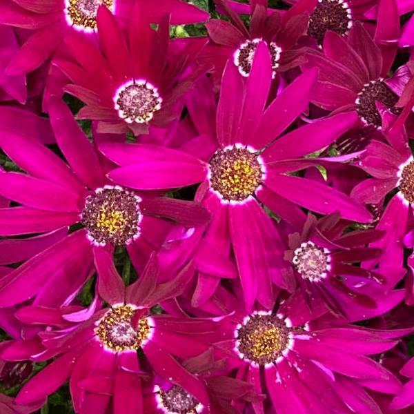 Senetti® Bright Carmine Pericallis - Bloom