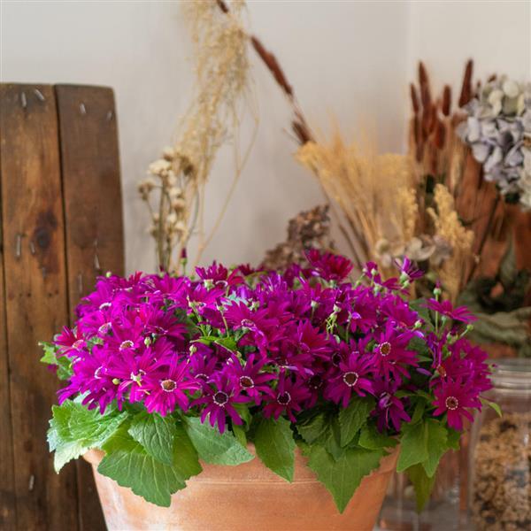 Senetti® Bright Carmine Pericallis - Container