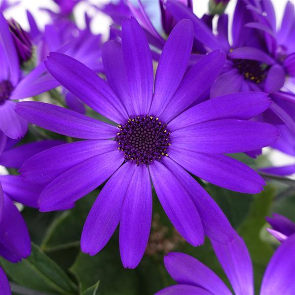 Senetti® Kobalt Blue Pericallis - Bloom