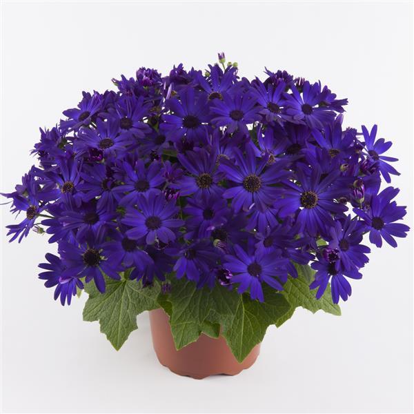 Senetti® Kobalt Blue Pericallis - Container