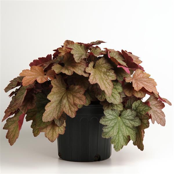 Heuchera Carnival Watermelon - Container