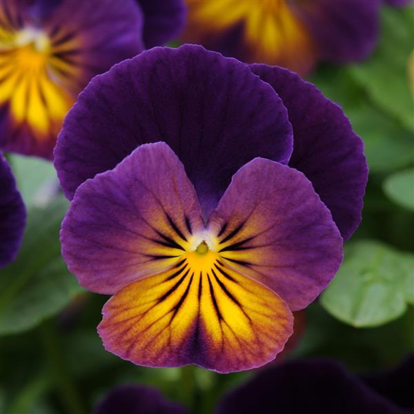 Viola Celestial Northern Lights