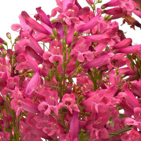Penstemon barbatus Rock Candy® Pink - Bloom