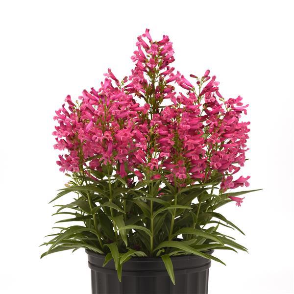Penstemon barbatus Rock Candy® Pink - Container
