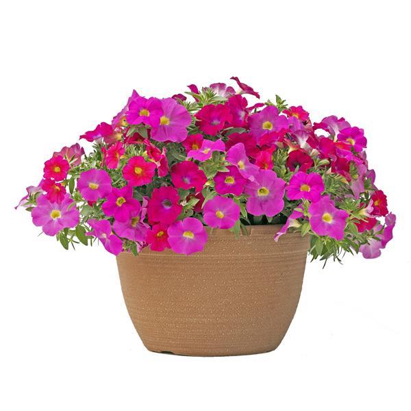 SuperCal® It's a Love Thing Mix Petchoa - Container