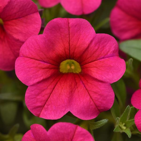 Conga™ Rose Calibrachoa - Bloom