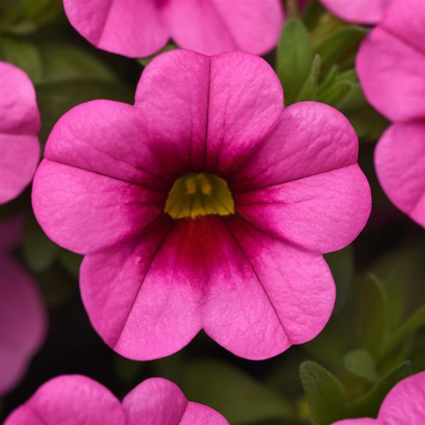 Conga™ Pink Kiss Calibrachoa - Bloom