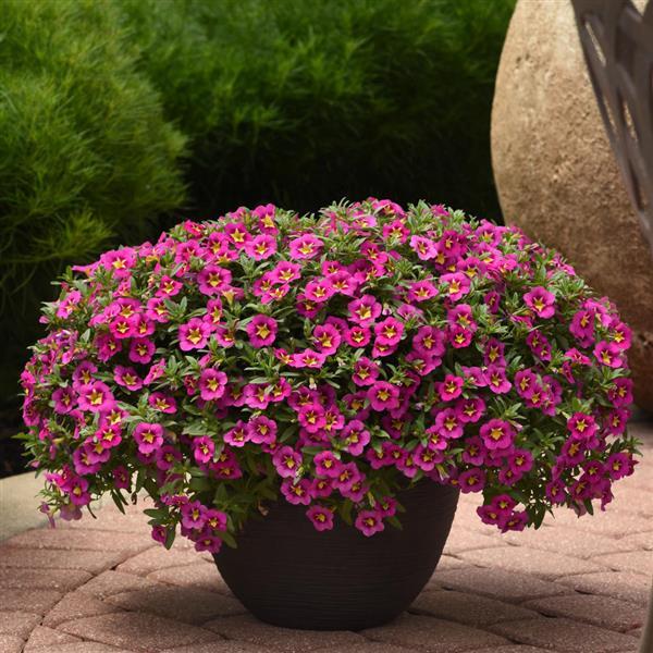 Bumble Bee™ Hot Pink Calibrachoa - Container