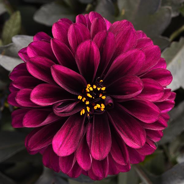 City Lights™ Purple Dahlia - Bloom