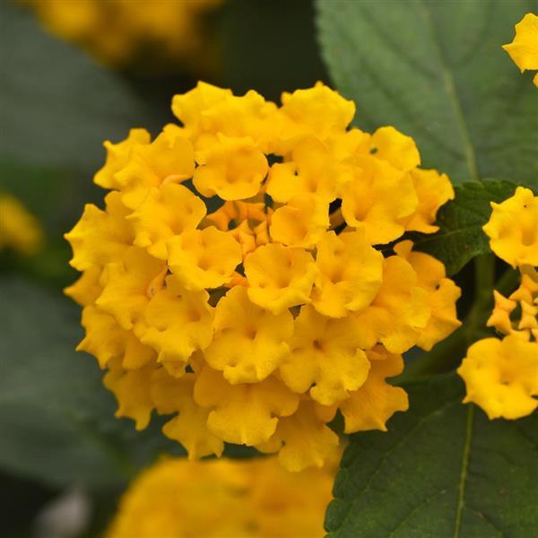 Landmark™ Gold Lantana - Bloom