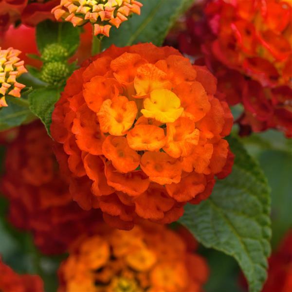 Landmark™ Red Lantana - Bloom