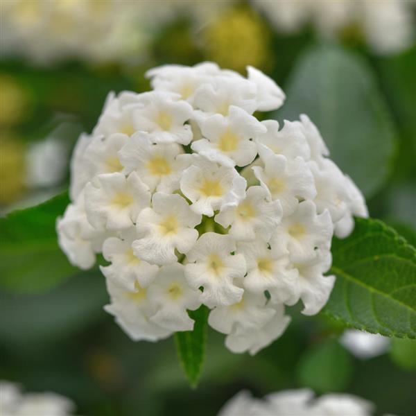 Landmark™ White Lantana - Bloom