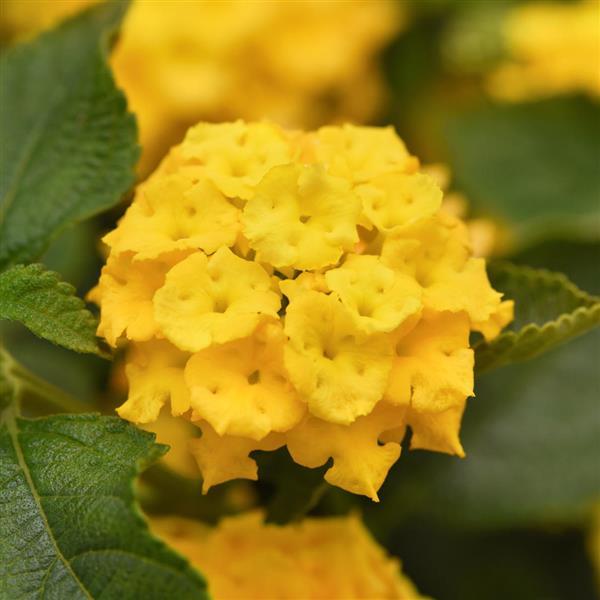 Landmark™ Yellow Lantana - Bloom
