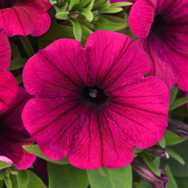 CannonBall™ Burgundy Petunia - Bloom
