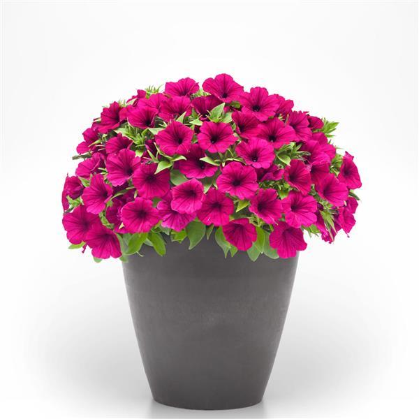 CannonBall™ Burgundy Petunia - Container