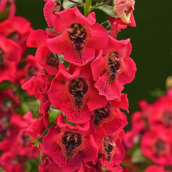 Archangel™ Cherry Red Angelonia - Bloom