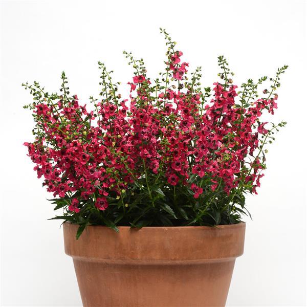 Archangel™ Cherry Red Angelonia - Container