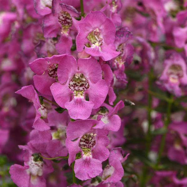 Archangel™ Pink Angelonia - Bloom