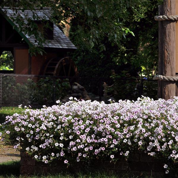 Tidal Wave® Silver Spreading Petunia - Commercial Landscape 1