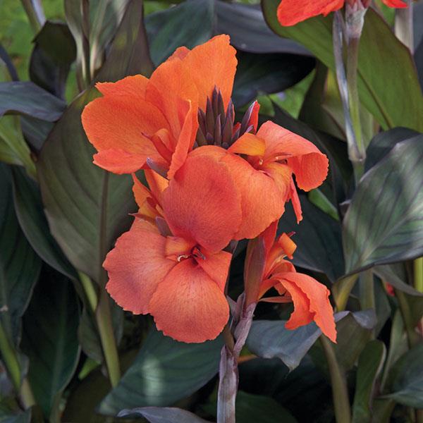 Cannova® Bronze Orange Canna - Bloom