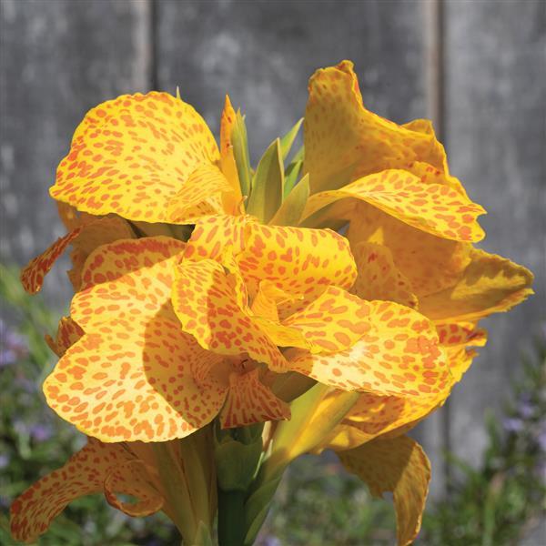 Cannova® Gold Leopard Canna - Bloom