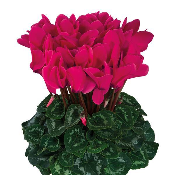 Halios® Deep Rose Improved Cyclamen - Bloom