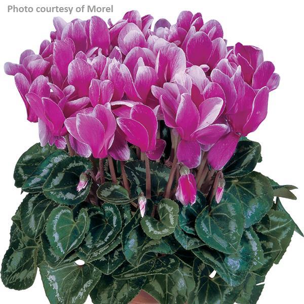 Tianis® Fantasia Light Purple Cyclamen - Bloom