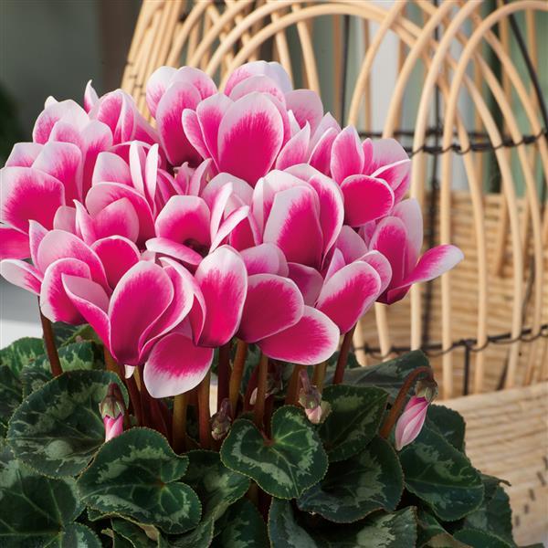 Latinia® Select Fantasia Deep Rose Cyclamen - Bloom