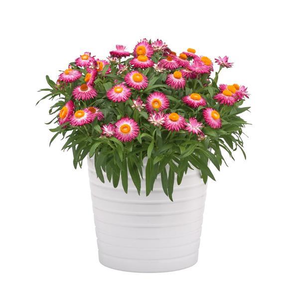 Mohave™ Pink Bracteantha - Container