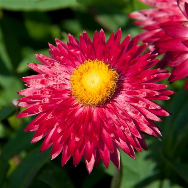 Mohave™ Purple Red Bracteantha - Bloom