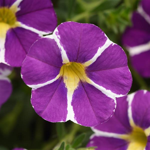 MiniFamous® Uno Blue Star Calibrachoa - Bloom