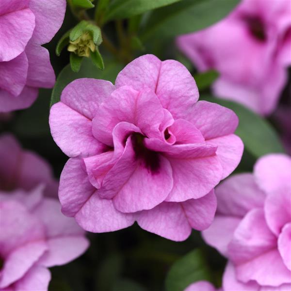 MiniFamous® Uno Double Light Pink Calibrachoa - Bloom