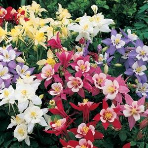 Aquilegia Origami Mix - Bloom