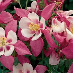 Aquilegia Origami Rose White - Bloom