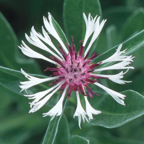 Centaurea montana Amethyst in Snow - Bloom