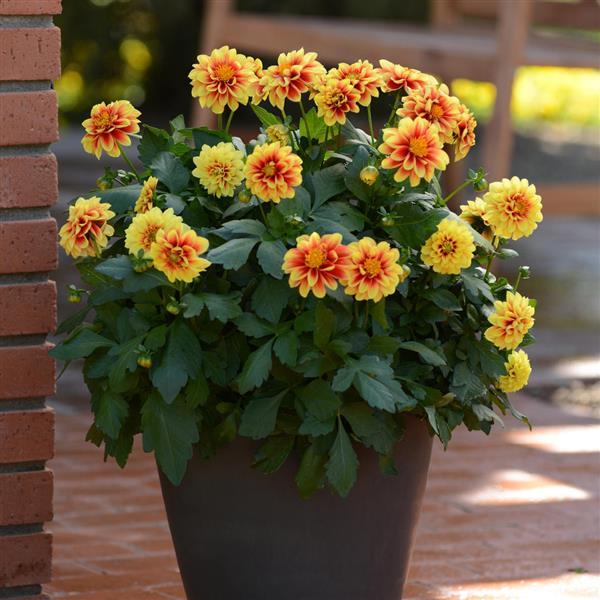 Dalaya® Yellow+Red Eye Dahlia
