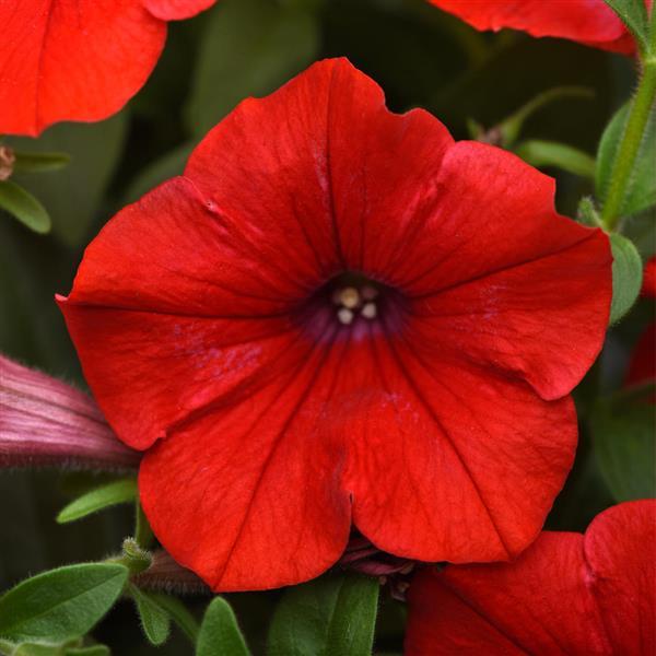 Headliner™ Red Petunia - Bloom