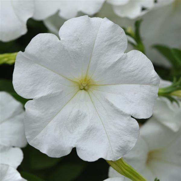 Main Stage™ White Petunia - Bloom