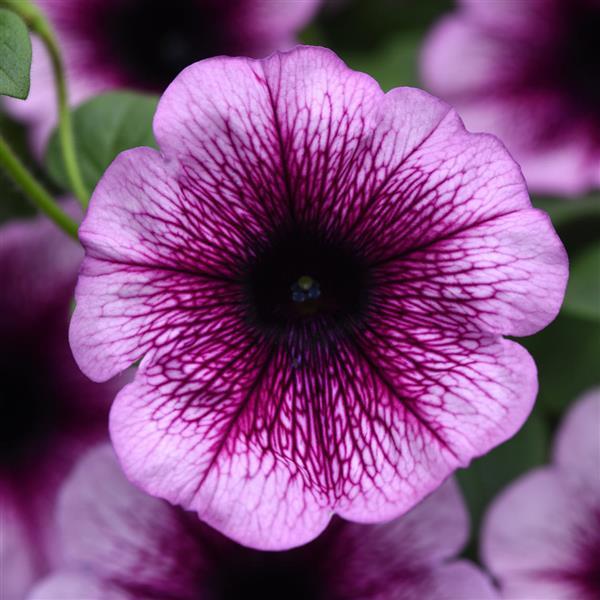 Main Stage™ Blueberry Petunia - Bloom