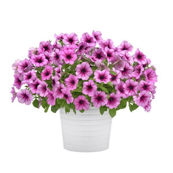 Main Stage™ Blueberry Petunia - Container