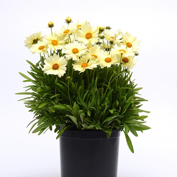 Coreopsis UpTick™ Cream - Container