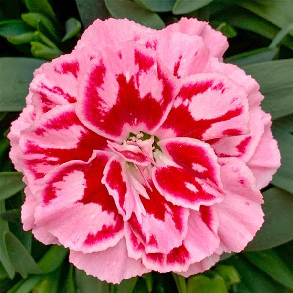 Oscar® Purple Star Dianthus - Bloom